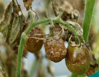 На півдні країни фітофтора на томатах проявляється менше